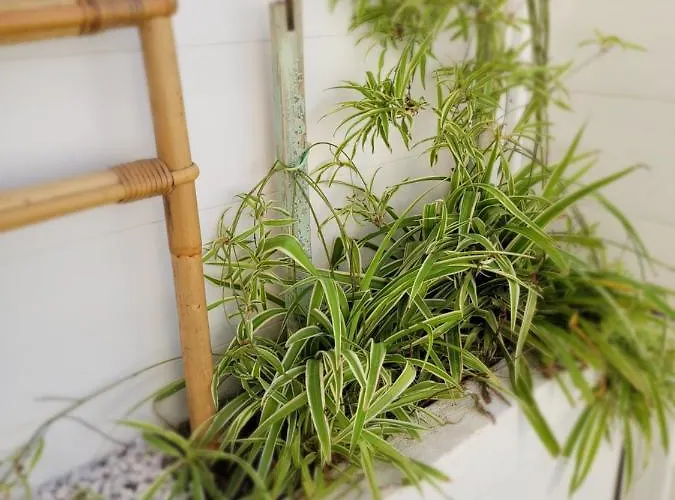 Tahiti Beach, T2 A La Mer, Piscine, Terrasse Et Parking 아파트 *